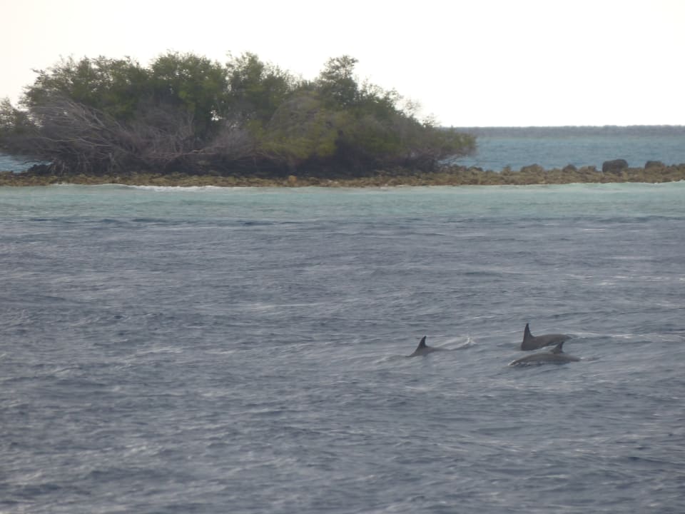 Nicht täglich, aber öfter mal - Delfine beim Jagen vor der I Adaaran Select Hudhuran Fushi - Premium All Inclusive