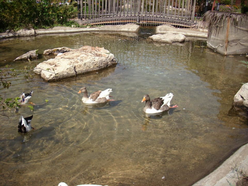 Teiche mit Gänse und Enten Club Tuana Fethiye