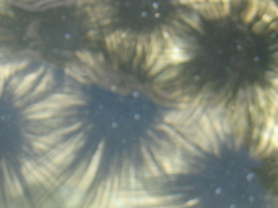 Морские ежи утром Siva Golden Bay Makadi