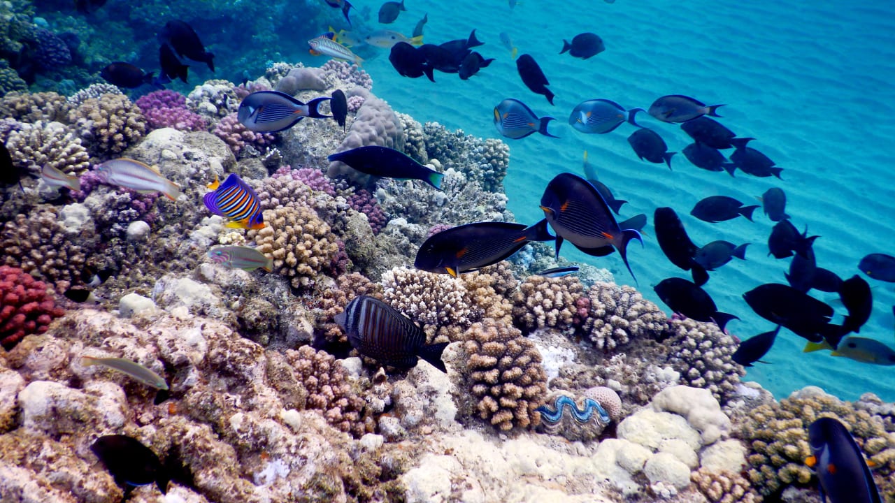 Sport & Freizeit Three Corners Equinox Beach Resort