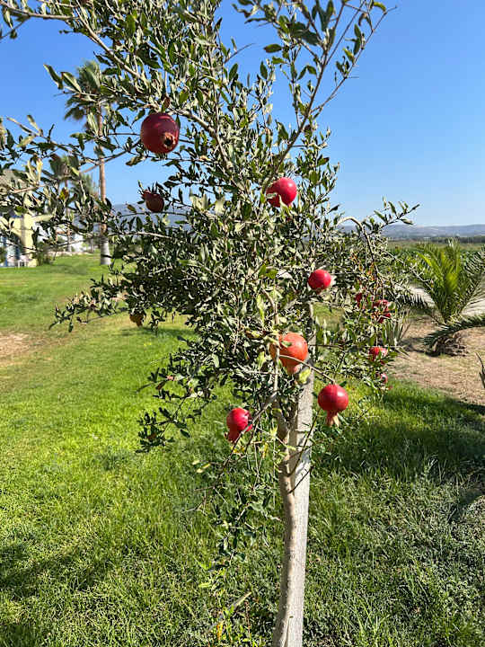 Gartenanlage Grecotel Casa Paradiso
