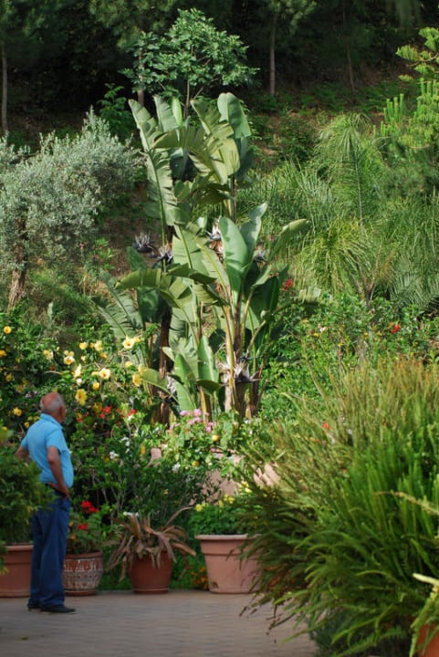 Viele Bananenstauden Agriturismo Villa Luca
