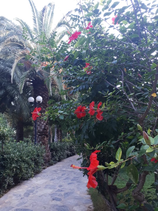 Gartenanlage Apollonia Beach Resort & Spa