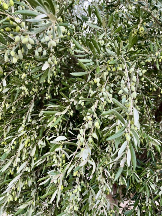 Sonstiges Grand Blue Beach Hotel