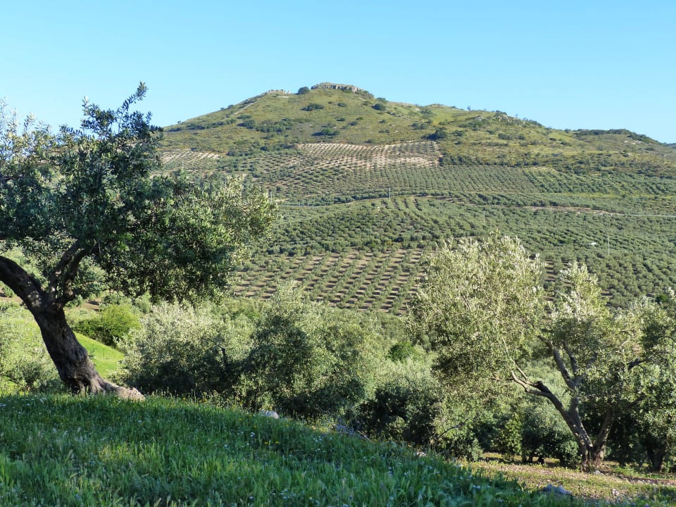 Blick auf Olivenbäume Hotel Hacienda Minerva