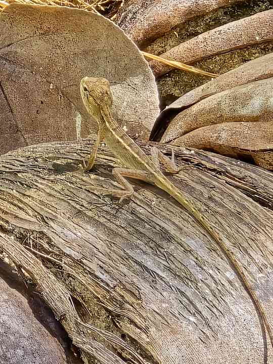 Gartenanlage Canvas and Orchids Retreat