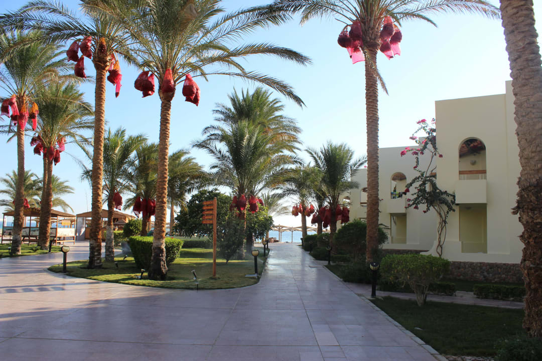 Gartenanlage Palm Beach Resort