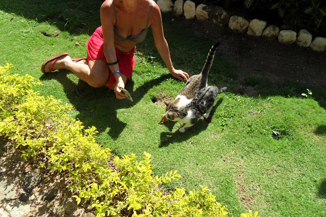 Haustiere Grand Muthu Club Caribbean Runaway Bay