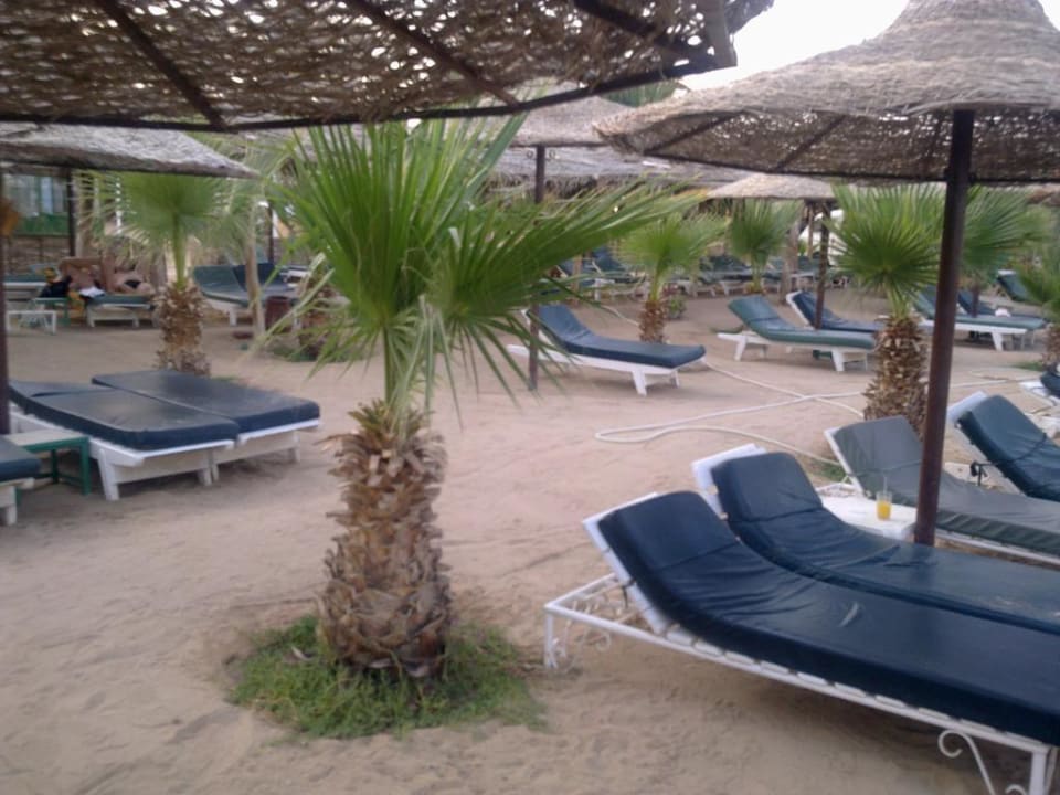 Palmen zwischen den Liegen Giftun Azur Resort