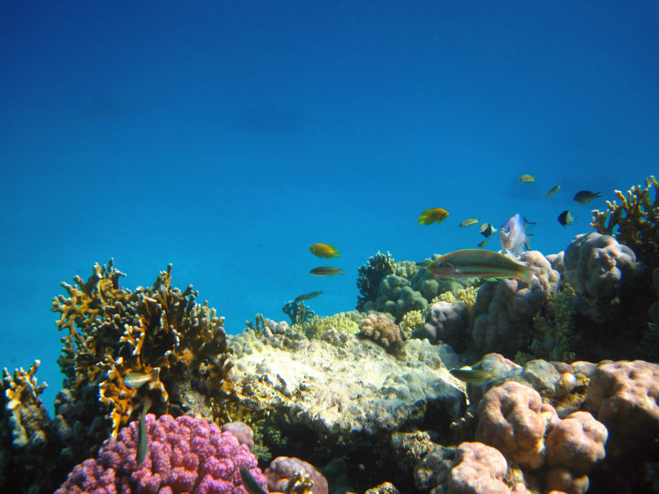 Schnorcheln im Grand Makadi Grand Makadi