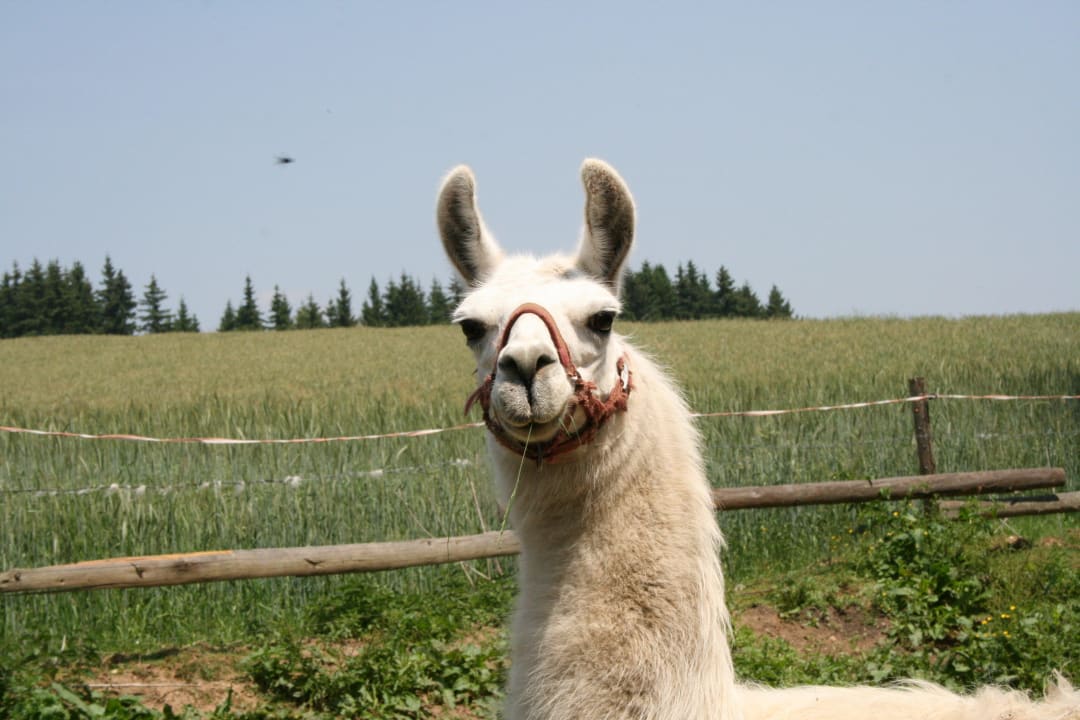 Streichelzoo Gasthof Zum Kramer