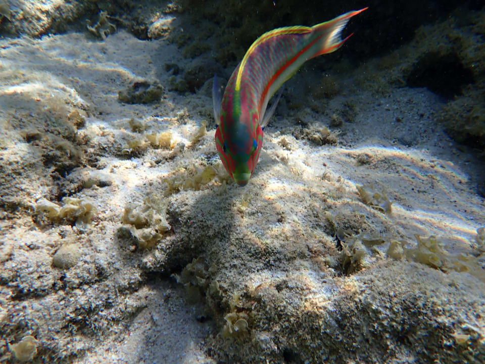 Sport & Freizeit Three Corners Sea Beach Resort