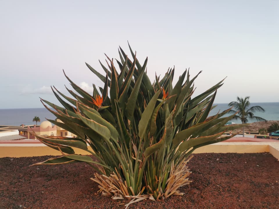 Ausblick H10 Playa Esmeralda - Adults only