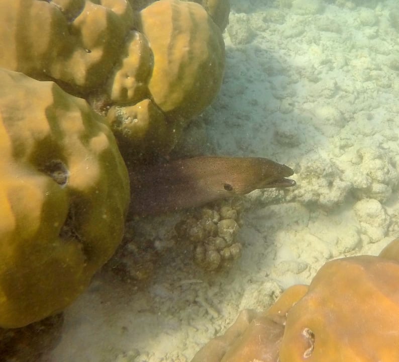 Sport & Freizeit Summer Island Maldives