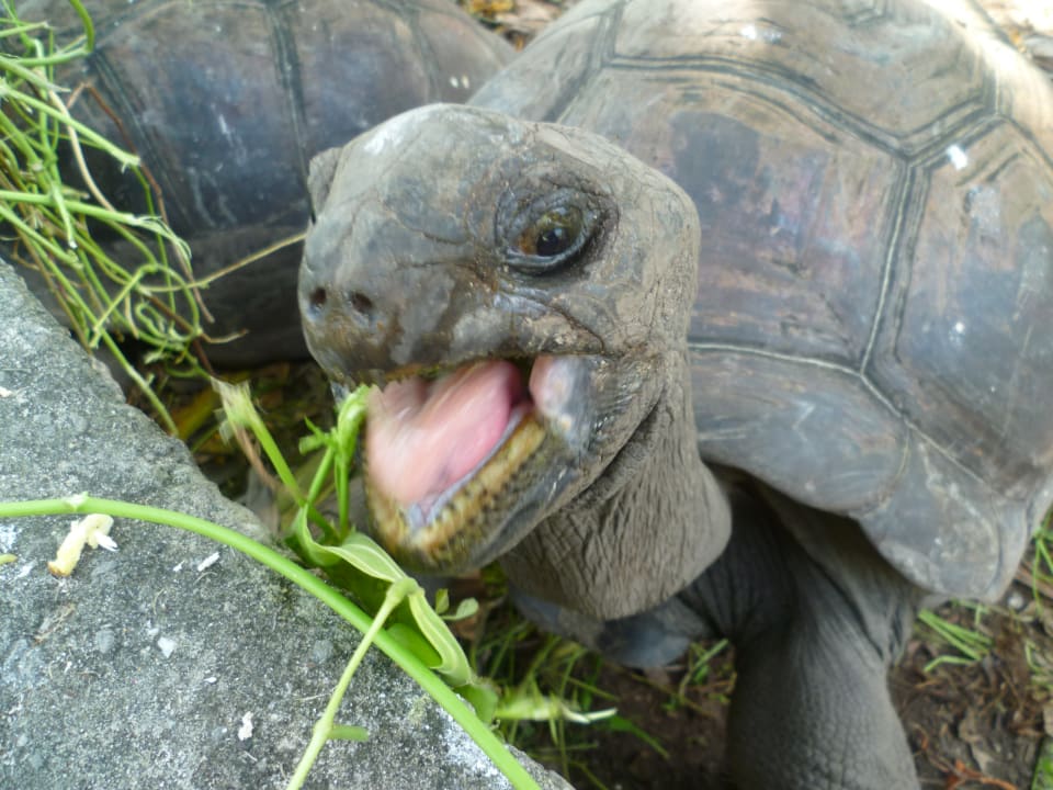 Gartenanlage La Digue Island Lodge