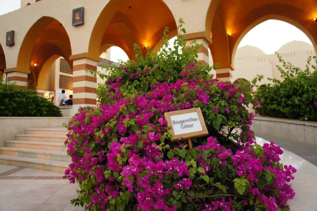 Bogainvillea überall Iberotel Makadi Beach