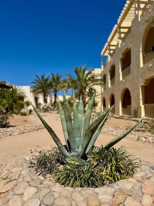 Gartenanlage Aldiana Club Djerba Atlantide