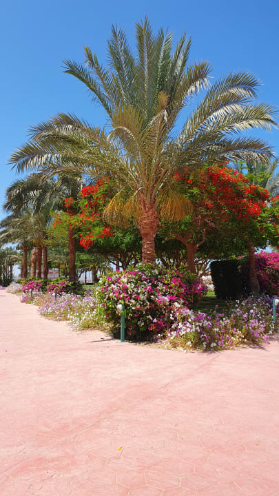 Gartenanlage Desert Rose