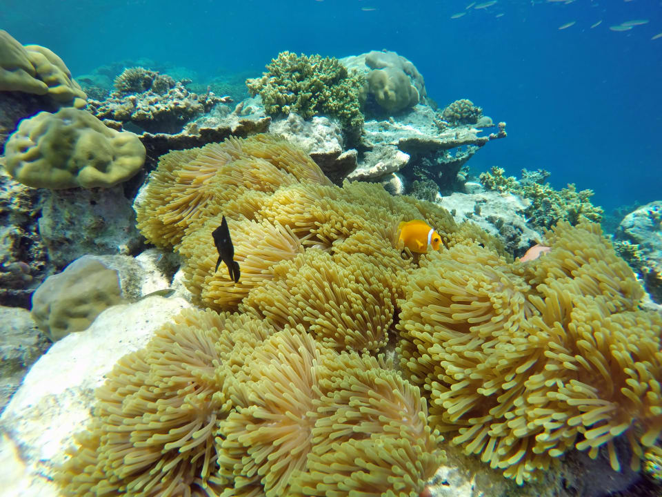 Korallen und Anemonen NH Collection Maldives Havodda Resort