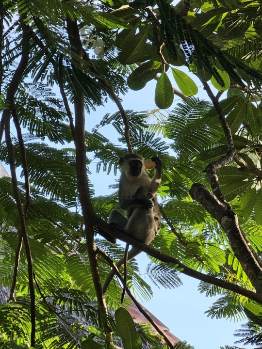 Gartenanlage Bahari Beach Hotel