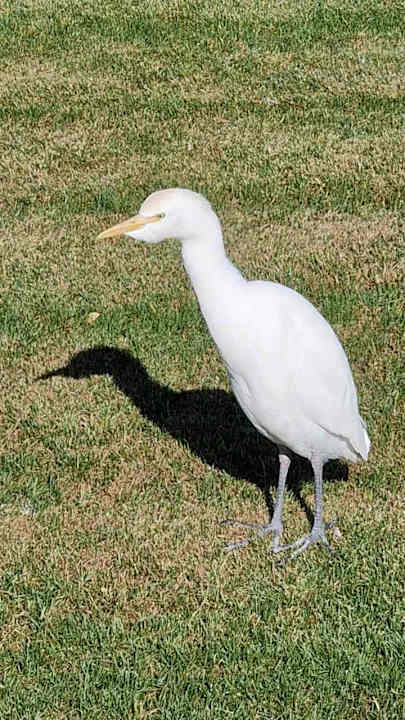 Gartenanlage Pickalbatros Dana Beach Resort - Hurghada