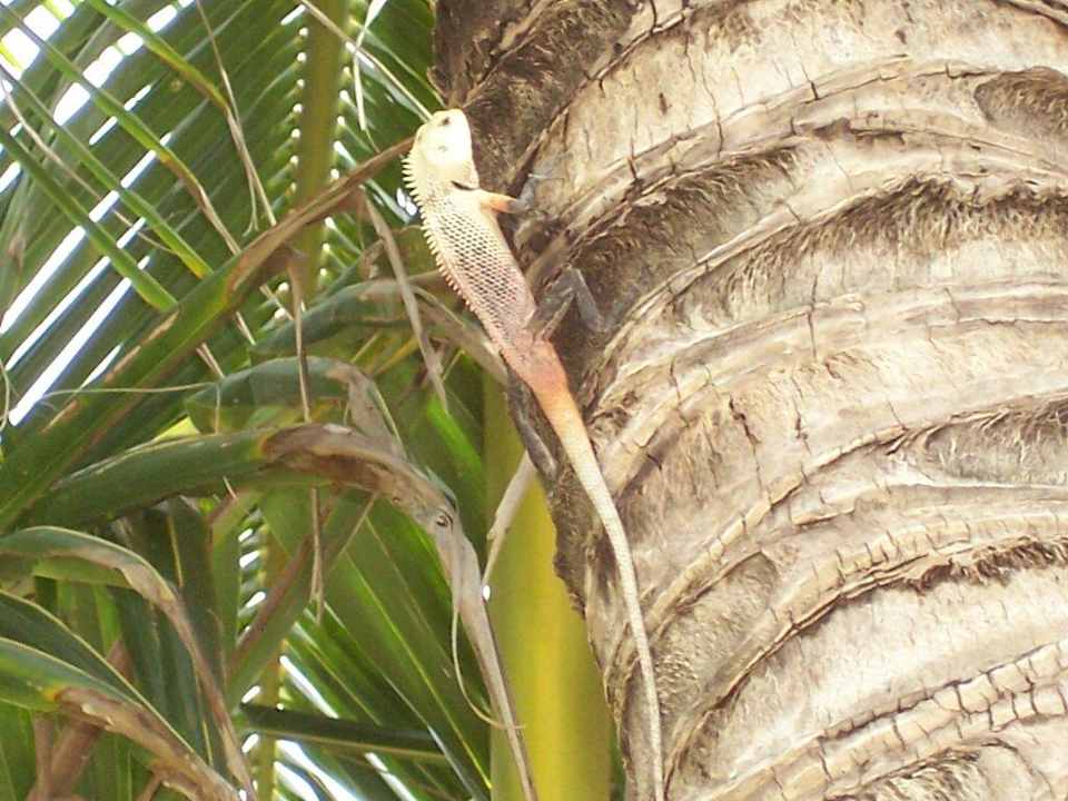 Gecko Summer Island Maldives