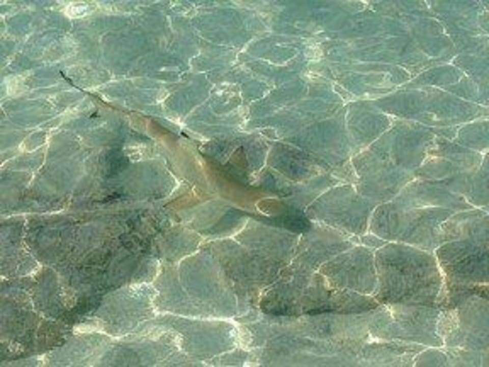 Hausriff Vilamendhoo Island Resort & Spa