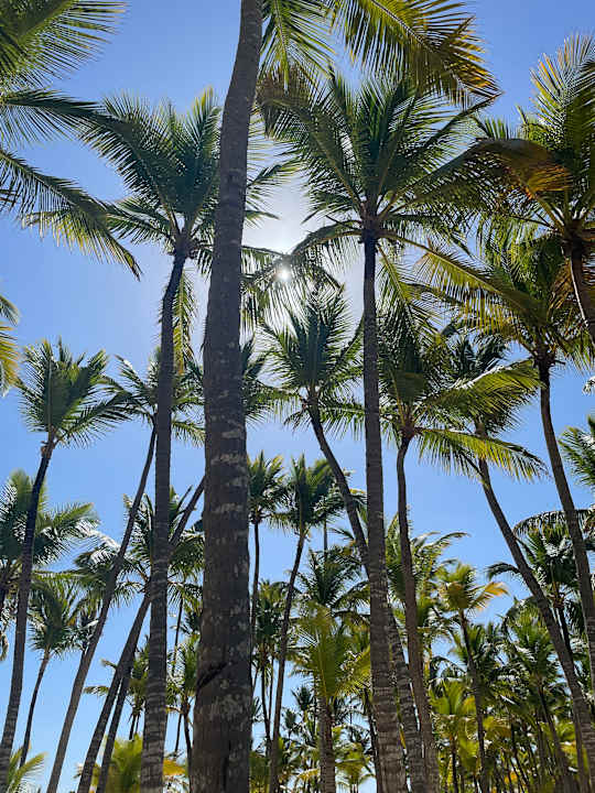 Strand Hotel Riu Palace Macao - Adults only