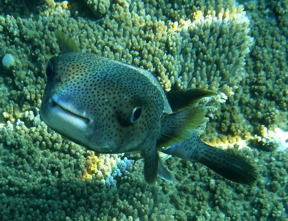Strand Serenity Alpha Beach