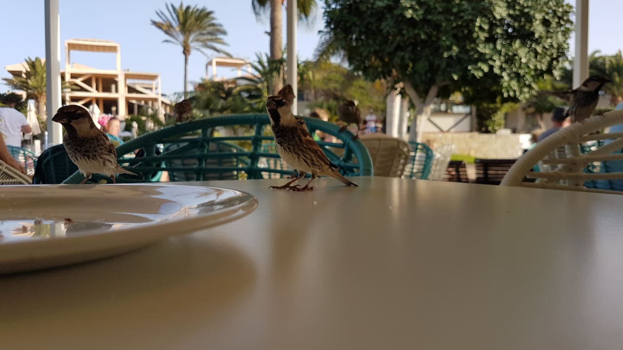 Gastro Alua Suites Fuerteventura