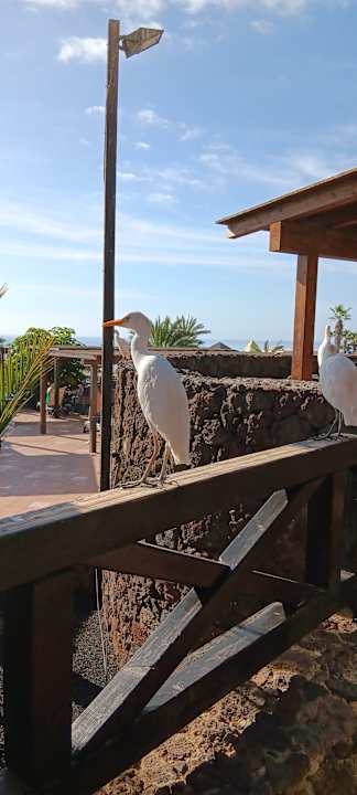 Gastro Occidental Jandía Royal Level - Adults only