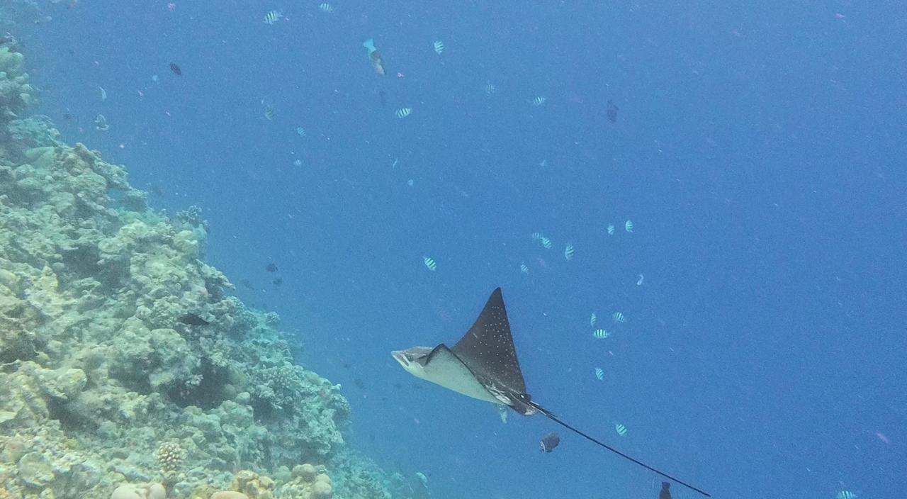 Sport & Freizeit Noku Maldives, Vignette Collection