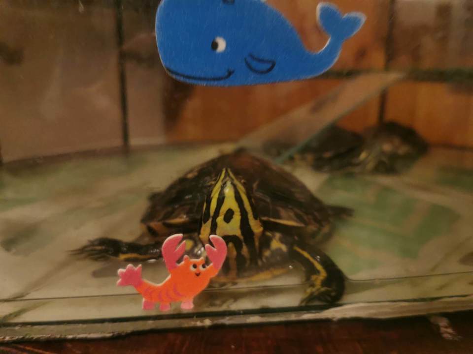 Sonstiges Pension Alla Pineta