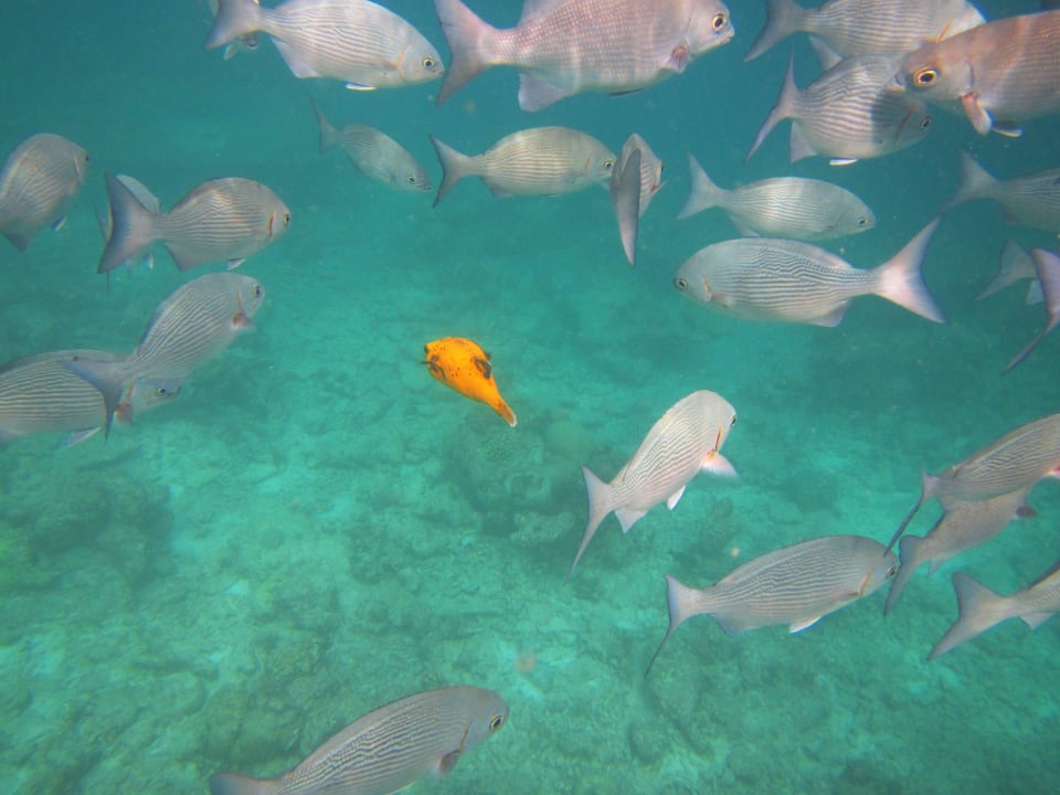 Schnorcheln Kuramathi Maldives