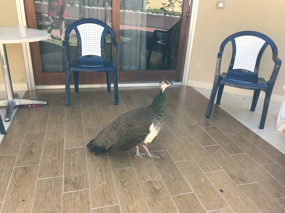 Sonstiges HL Miraflor Suites Hotel