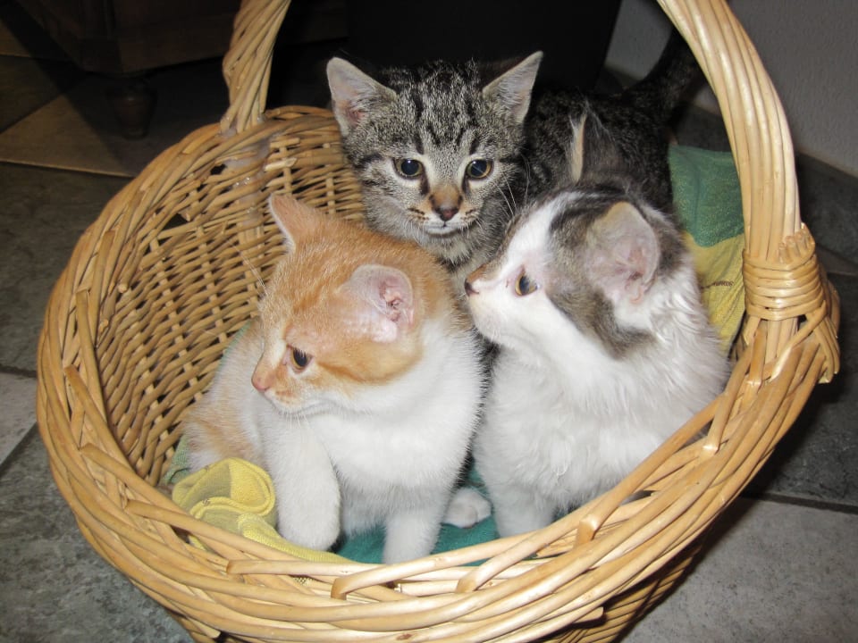 Katzen Bauernhof Rauscher