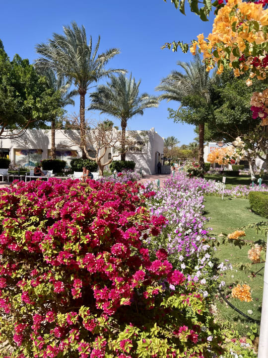 Gartenanlage Desert Rose