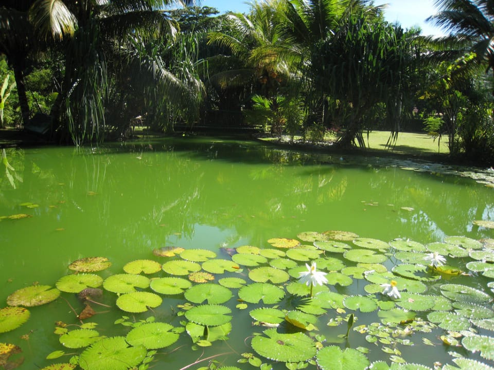 Wunderschöner Teich La Diguoise