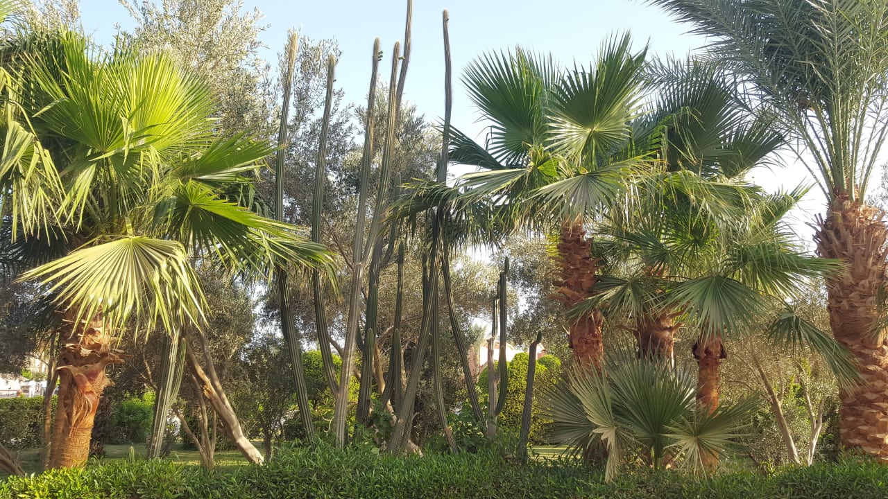 Riesen Kaktenen  Jaz Makadi Oasis Resort