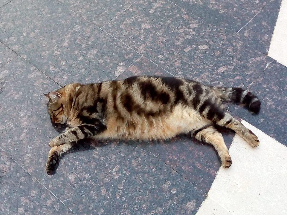 Sleeping cat Saphir Resort & Spa