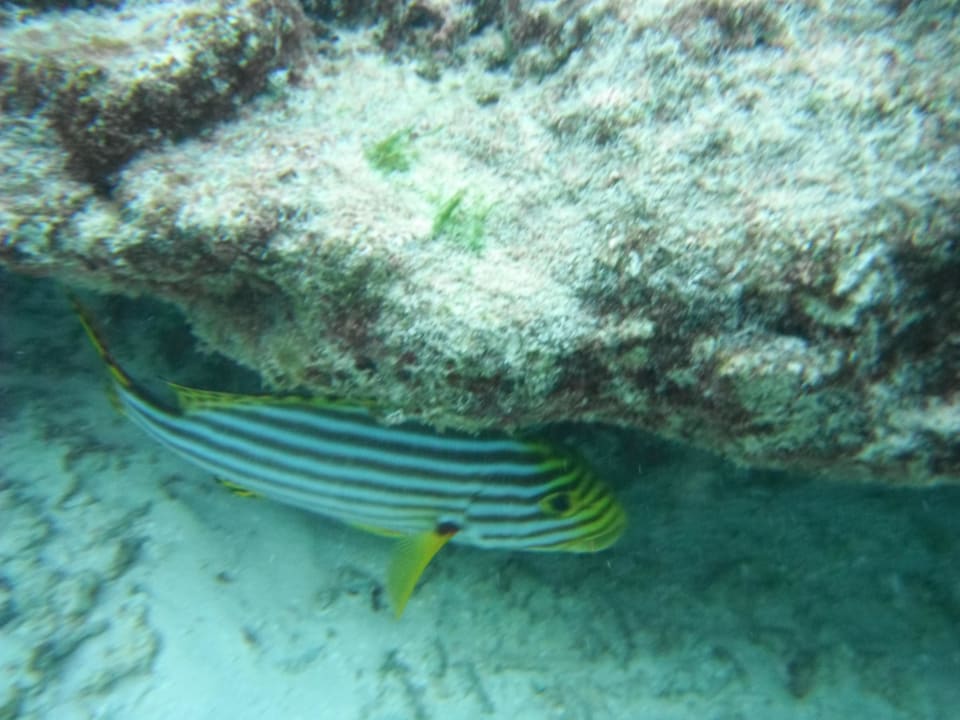 Fisch NH Collection Maldives Reethi Resort