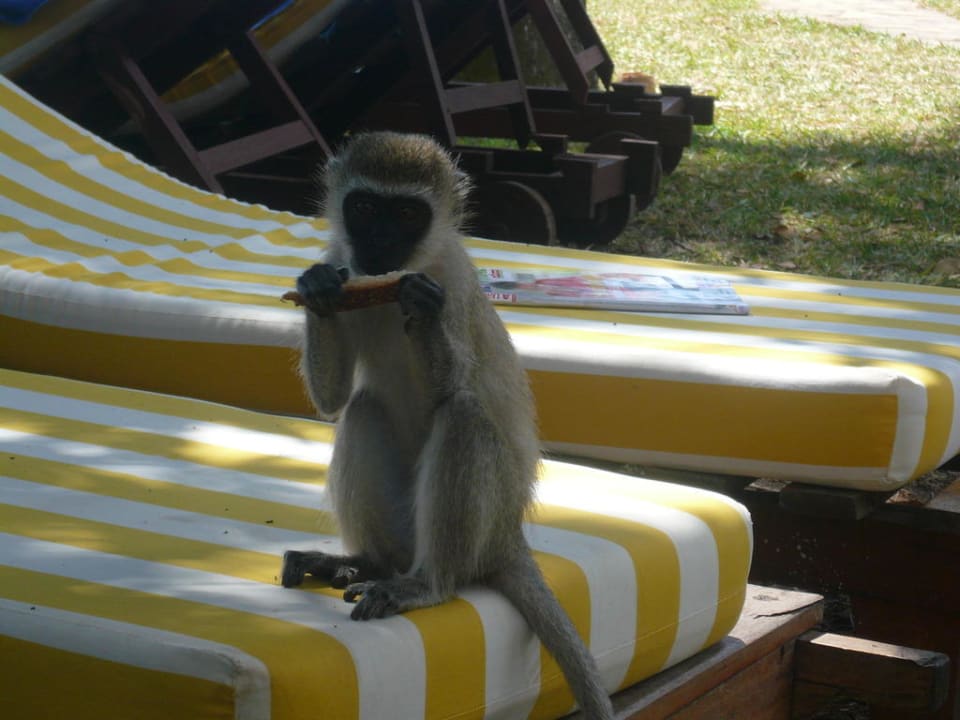 Affe auf der Liege Hotel Papillon Lagoon Reef