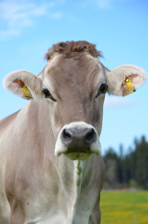 Sport & Freizeit Ferienwohnungen Veiter-Hof