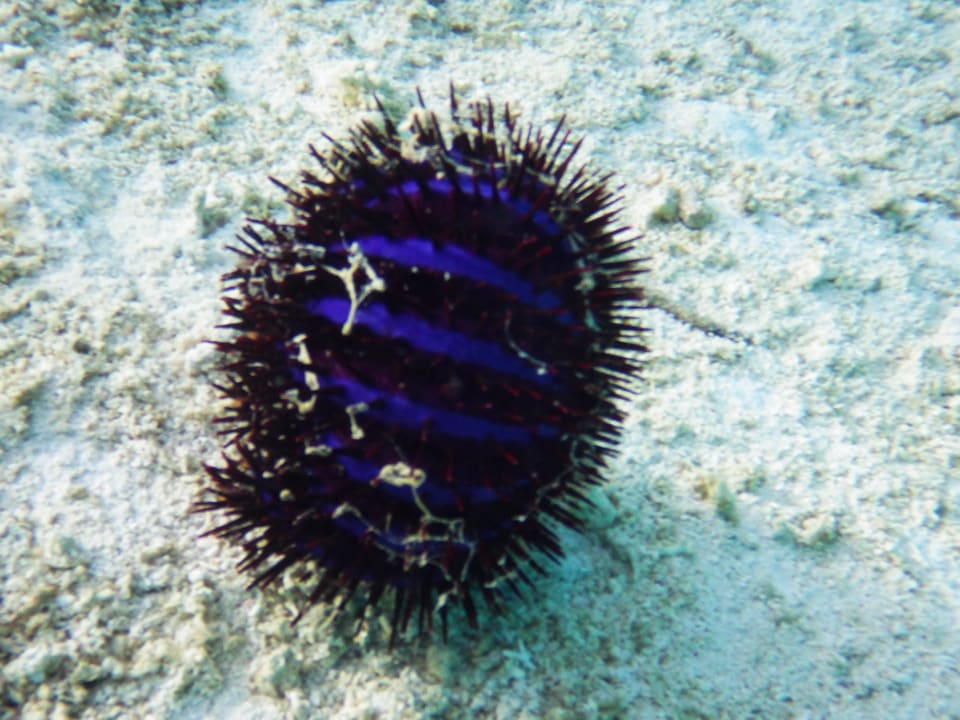 Seestern, eingerollt Meeru Maldives Resort Island