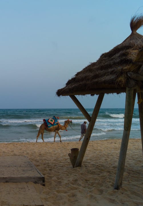 Strand mit Kamel The Orangers Beach Resort and Bungalows