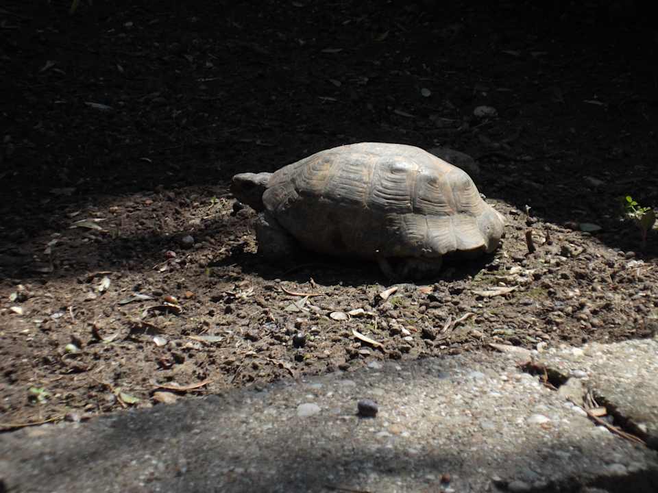 Besucher im Garten Clover Magic Nova Beach