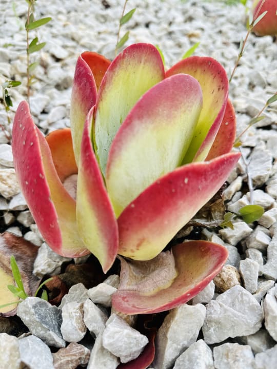 Gartenanlage Asterias Beach Resort