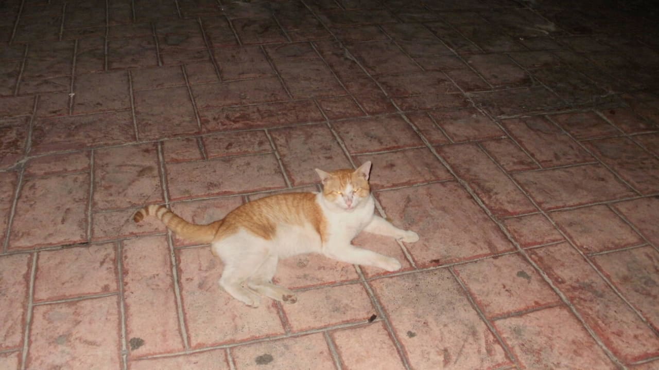 Sehr wahrscheinlich ist das Hotel nach ihm benannt whala!boca chica