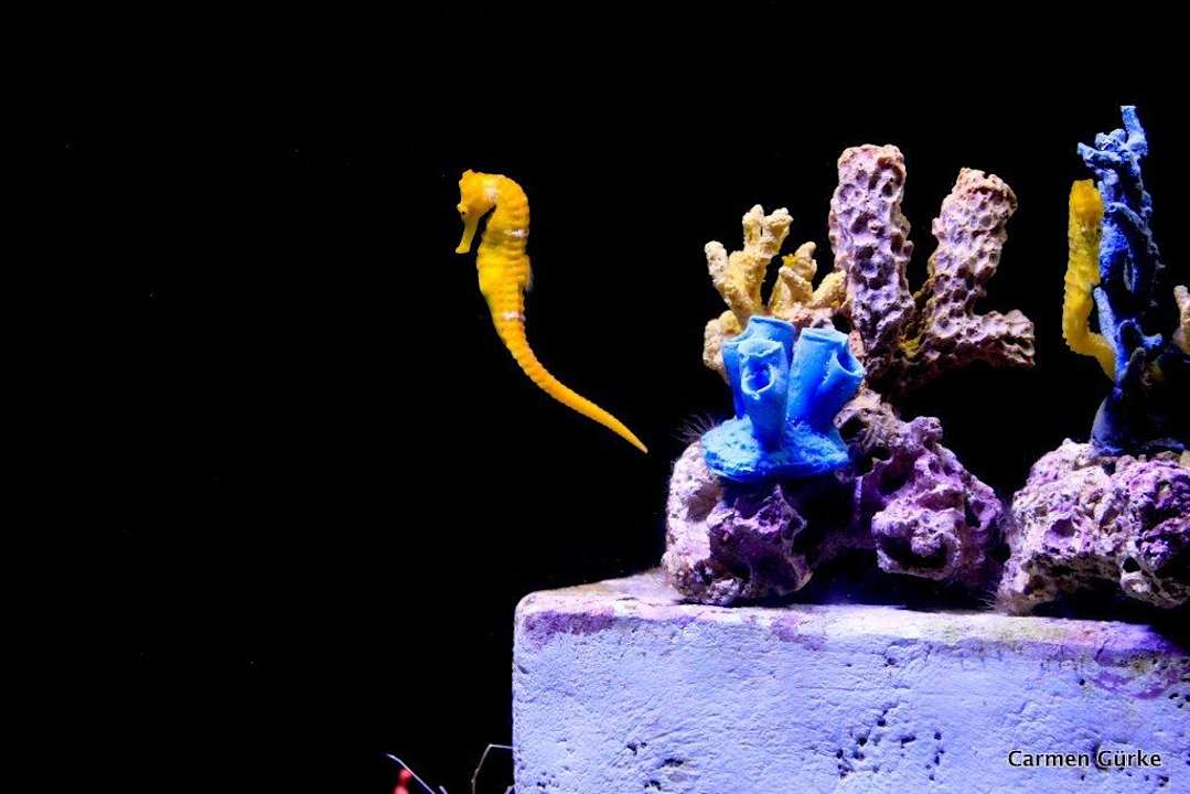 Atlantis Resort The Beach at Atlantis