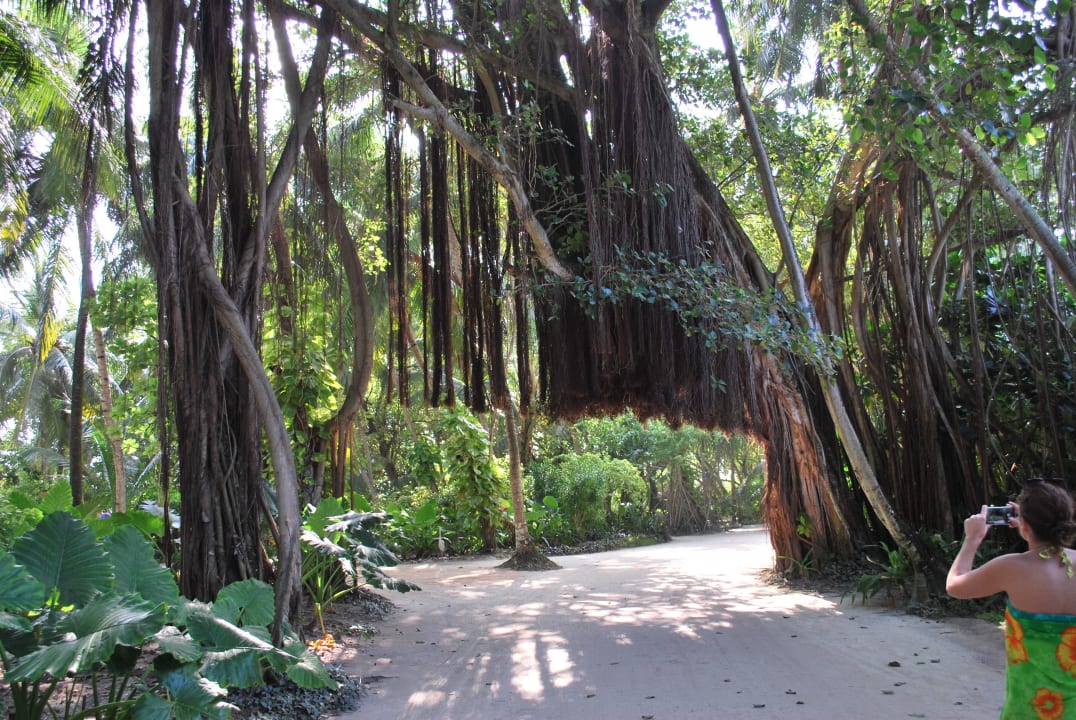 Botanic Walk Kuramathi Maldives